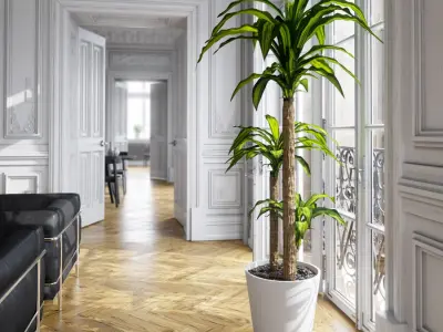  Dracaena Mass Cane Potted Plant Model 