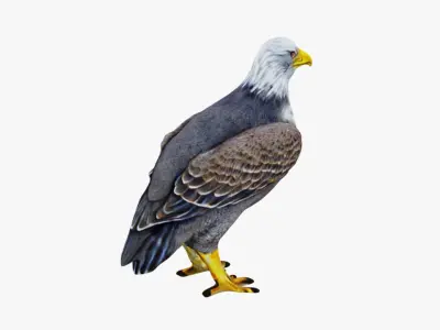 Eagle Free 3D model