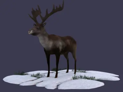 Reindeer Stag elk Northern Hemisphere animal Arctic  3D model