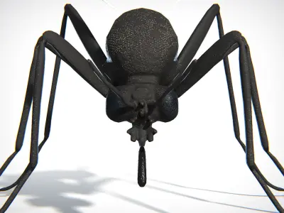 Mosquito PBR Low-poly 3D model