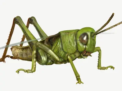 Grasshopper Low-poly 3D model