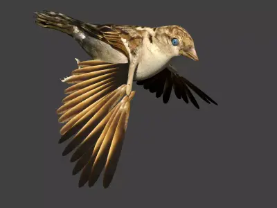 sparrow bird flying in air 3D model