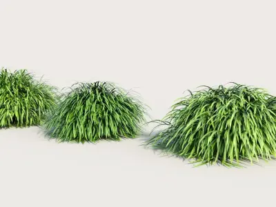 Hakonechloa macra b 3D model