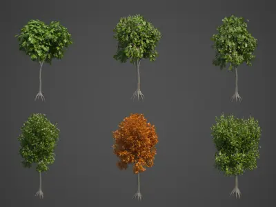 2021 PBR Ohio Buckeye Collection - Aesculus Glabra  3D model