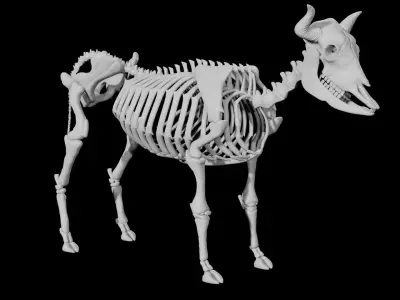 Cow Skeleton Low-poly 3D model