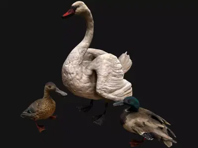 Swan and Ducks Birds Pack Low-poly 3D model