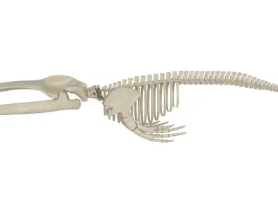 Blue Whale Skeleton 3D model