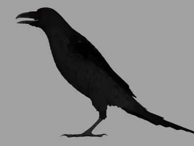Crow Bird Dove 3D model