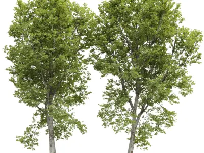 Plane-tree Sycamore Platanus V16 3D model