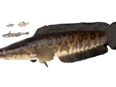 Freshwater Fish Pack 3D model