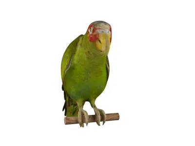Parrot perched on branch 3D model