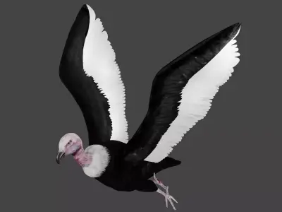 Vulture low poly fully rigged 3 Low-poly 3D model