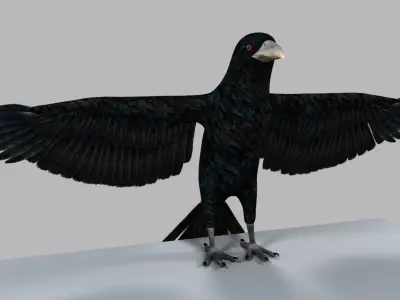 Kokila crow 3D model