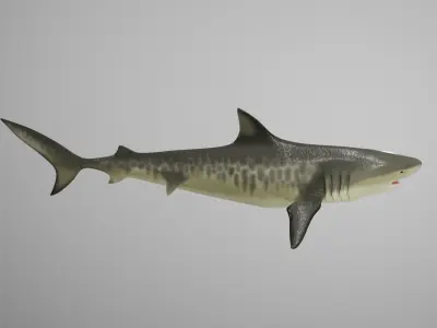 Tiger Shark Low-poly 3D model