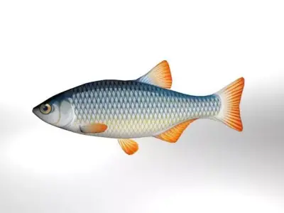 Rui Fish Low-poly 3D model