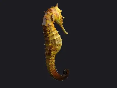 Seahorse stickleback  Water Horse Sea Dragon  Marine  3D model