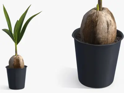 Potted Coconut Palm Seedling Plant with Pot Fur 3D model