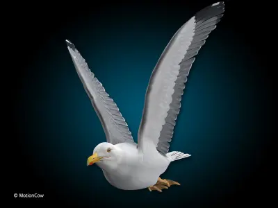 Seagull - Flight 3D model