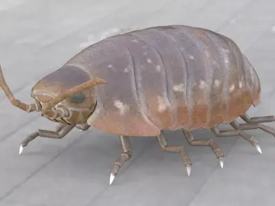 Pill bug insect Low-poly 3D model