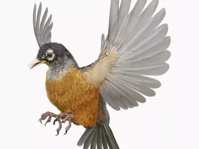 American Robin - Blender 3D model