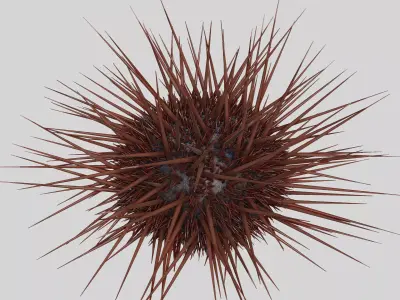 Sea urchin V1 3D model