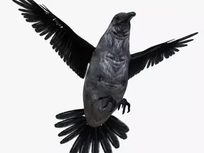 Raven bird rigged 3d model Low-poly 3D model