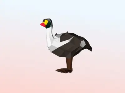 King eider Low Polygon Animal Arctic sea ocean Low-poly 3D model Low-poly 3D model