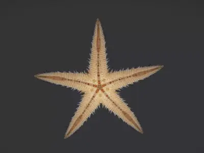 Realistic Sea Star - Starfish  Animated 3D model