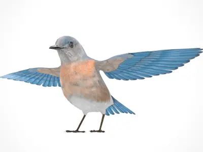 3D Bird Pack Western Bluebird Male and Female Low-poly 3D model