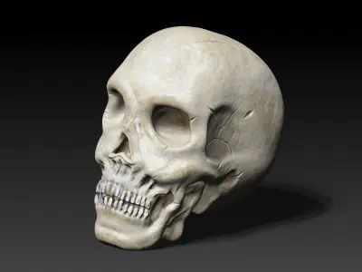Human Skull Low-poly 3D model