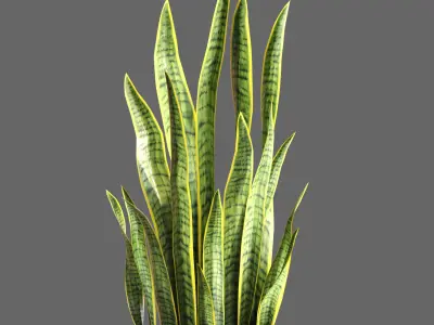 Plant Collection Rpm 05 3D model