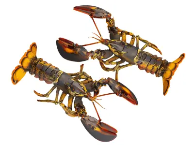 Crayfish 3D model