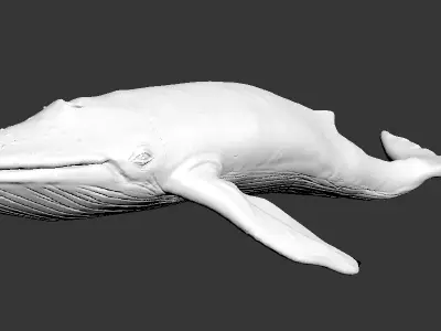 Blue Whale Ready to Print Free low-poly 3D model