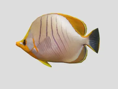 Yellow Head Butterfly fish Low-poly 3D model