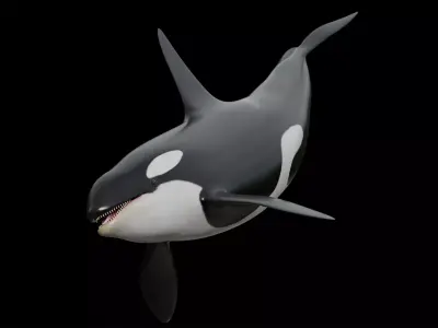 Orca killer whale Low-poly 3D model