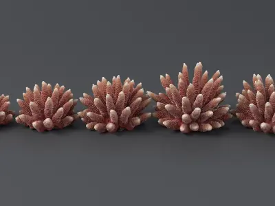 Acropora Corals S Collection 3D model