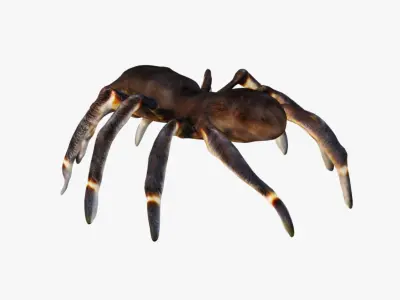 Tarantula Free 3D model