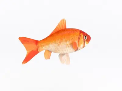 Fish Collection 3D model