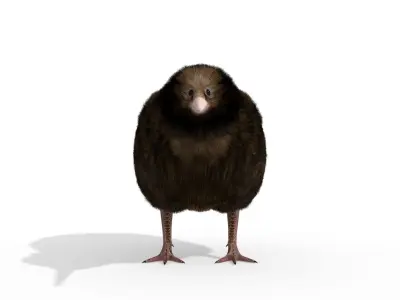 Kiwi Bird New Zealand Animal 3D model
