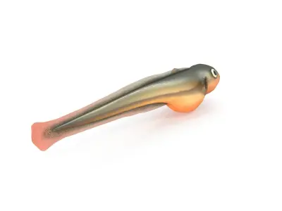 Baby fish Low-poly 3D model