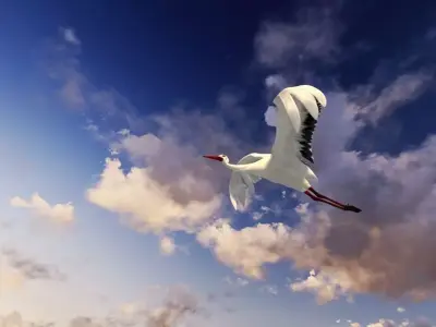 Stork animation Low-poly 3D model