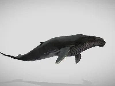 Humpback Whale Animated Low-poly 3D model