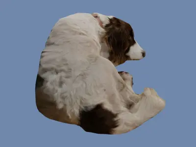 Old Sleeping Springer Spaniel Dog Photoscan Low-poly 3D model