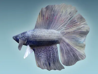 Betta Fish 3 3D model