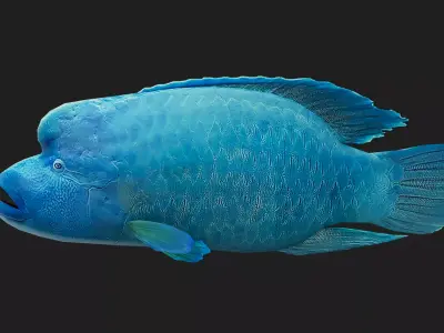 Wrasse Low-poly 3D model