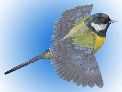 Great tit bird 3D model
