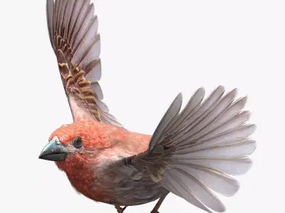 House finch - rigged - animated 3D model