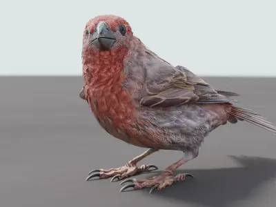 House finch - Blender Low-poly 3D model