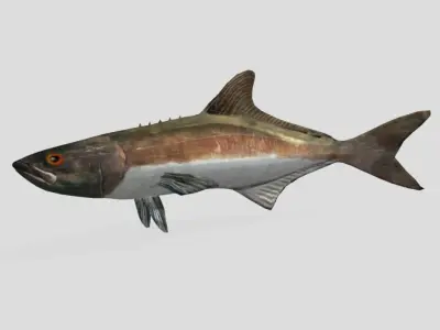 Cobia Realistic Animated Low-poly 3D model
