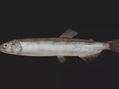 Capelin Low-poly 3D model